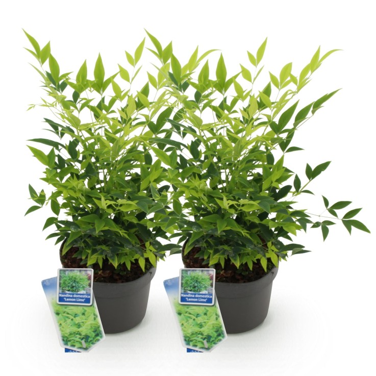 Nandina domestica Lemon & Lime x2