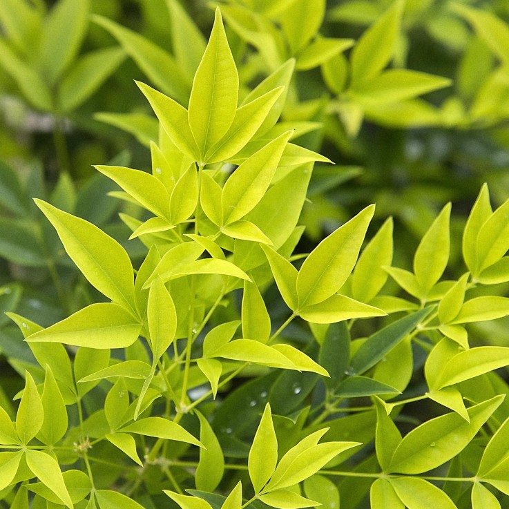 Nandina domestica Lemon & Lime x2