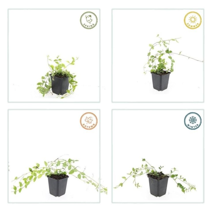 Petite Pervenche 'Aureovariegata' -  60