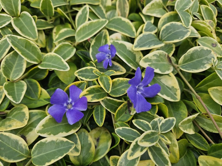 Petite Pervenche 'Aureovariegata' -  60