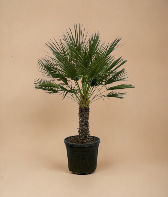 Chamaerops Humilis h180cm