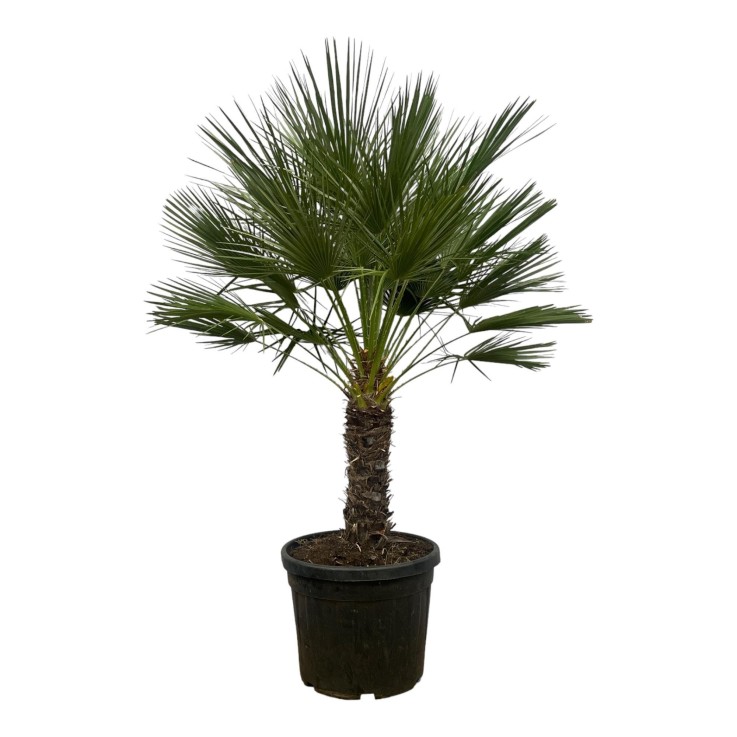 Chamaerops Humilis h180cm