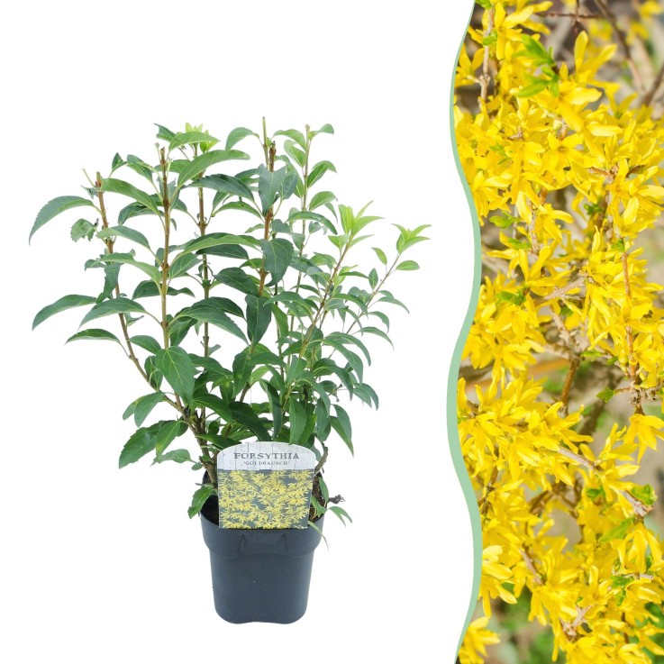 Forsythia Goldrausch en pot