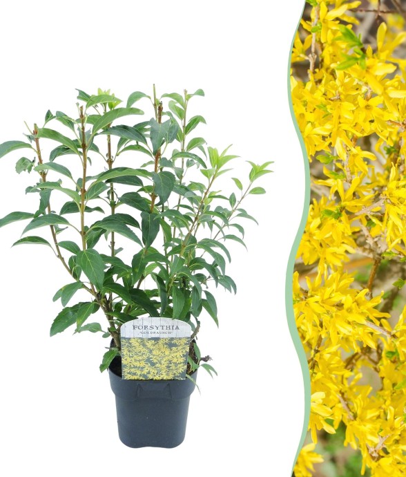 Forsythia Goldrausch en pot