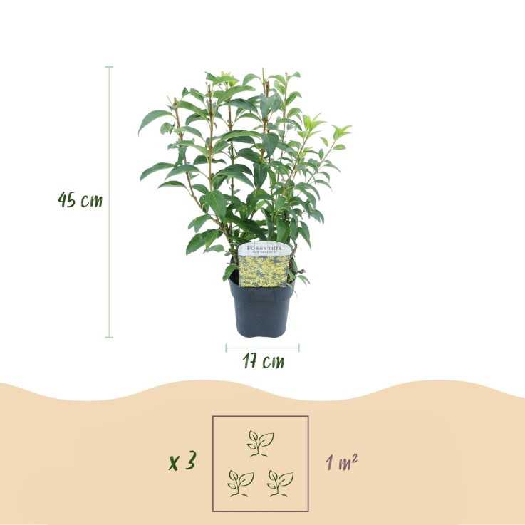 Forsythia Goldrausch en pot