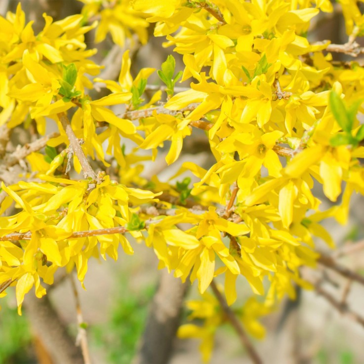Forsythia Goldrausch en pot