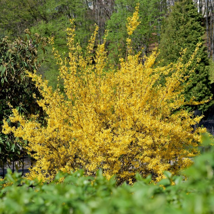 Forsythia Goldrausch en pot