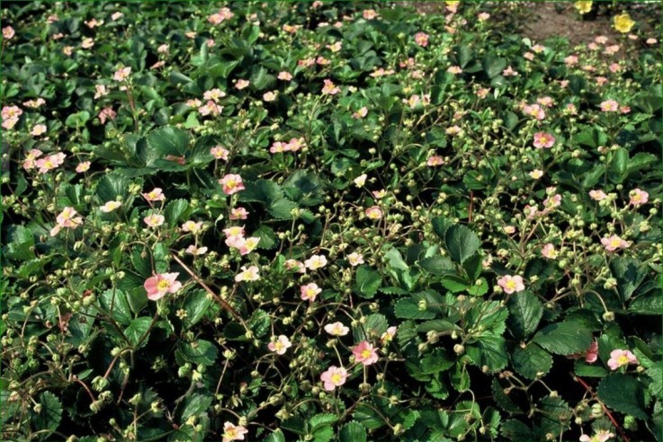 Fraisier des bois (Fragaria vesca) -  12