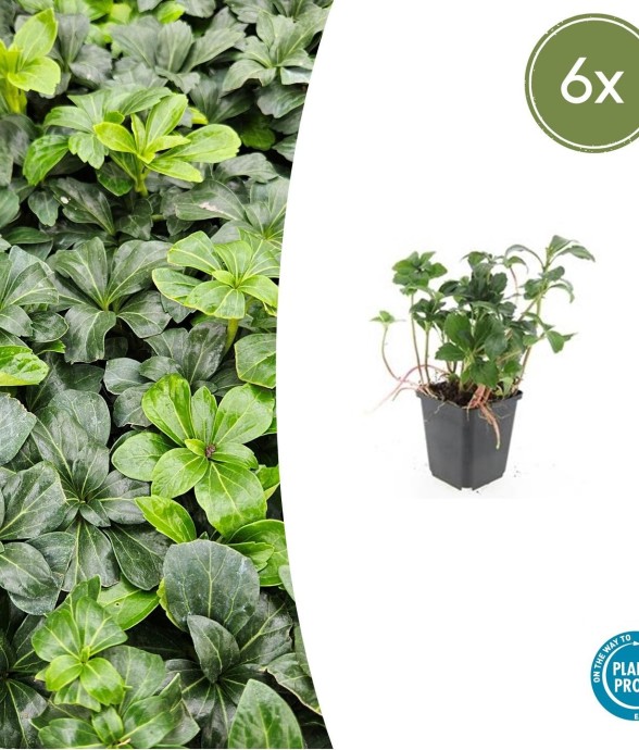 Pachysandre du Japon 'Green...