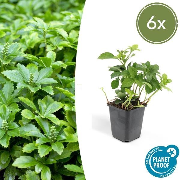 Pachysandre du Japon 'Green Carpet' -  12