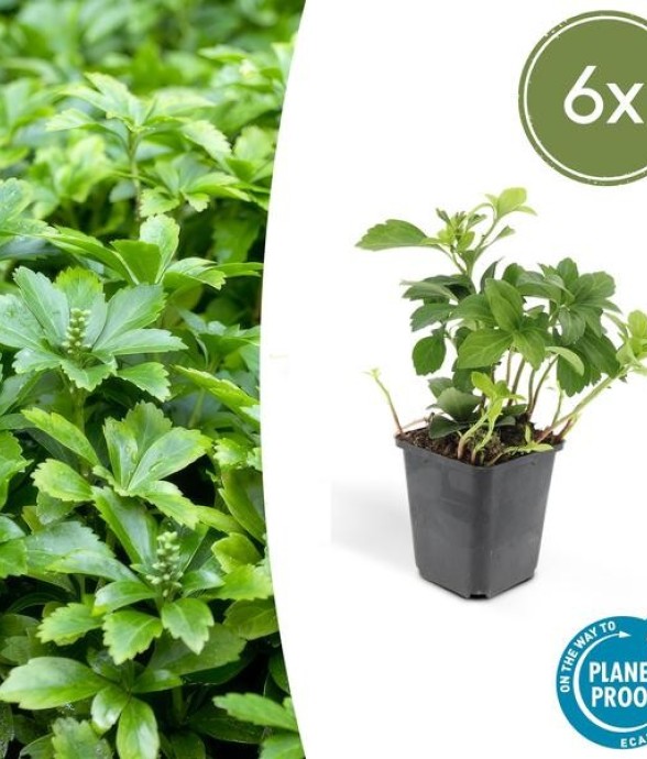 Pachysandre du Japon 'Green...