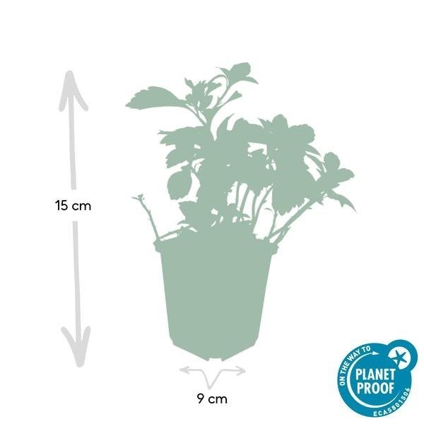 Pachysandre du Japon 'Green Carpet' -  12