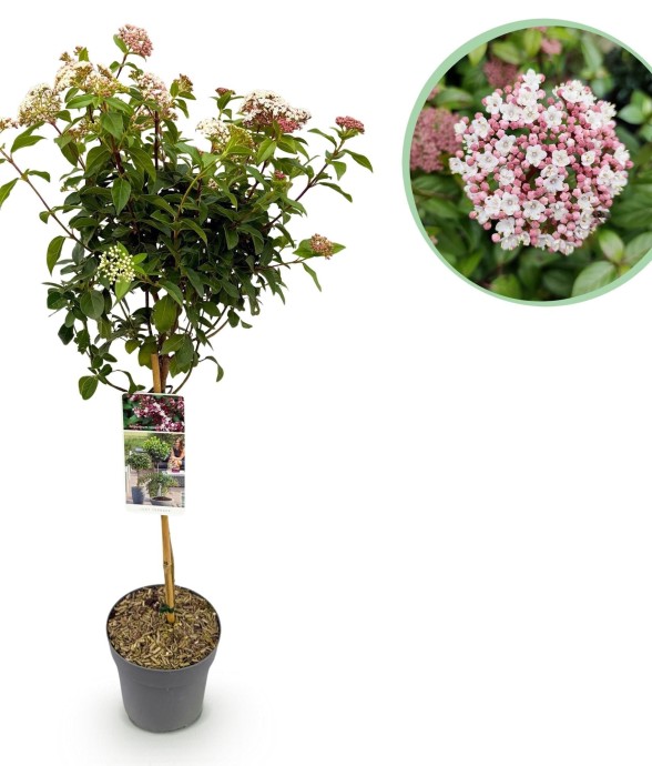 Laurier tin Eve Price en pot