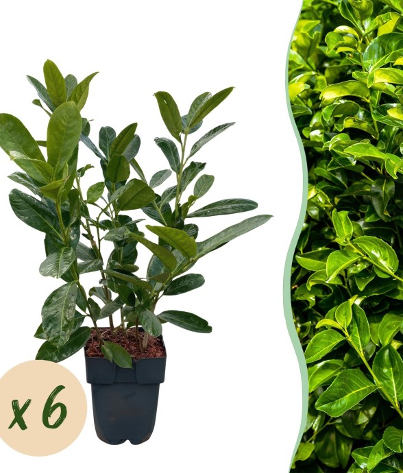 Prunus laurocerasus...