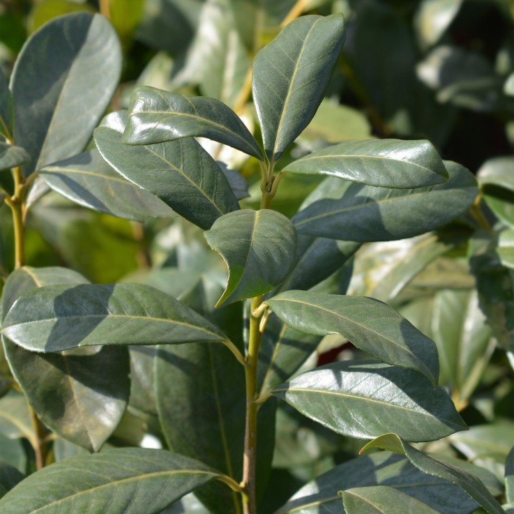 Prunus laurocerasus Rotundifolia x6