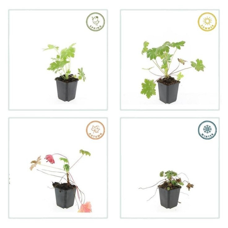 Géranium vivace 'Ingwersen's Variety' -  60