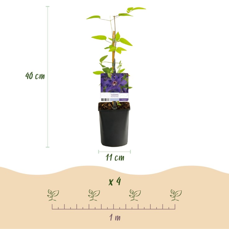 Clématite The President x2