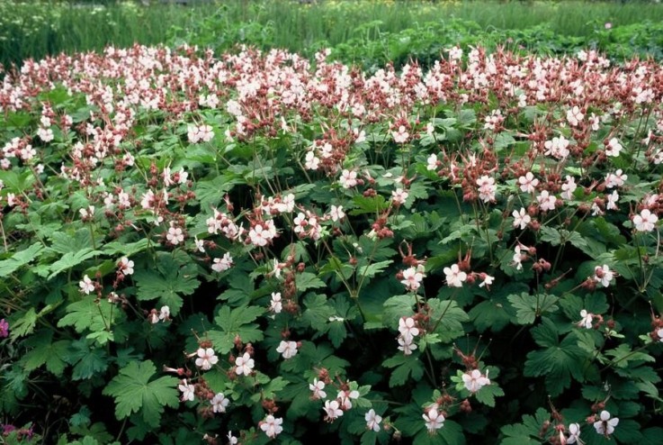 Géranium vivace 'Spessart' -  6