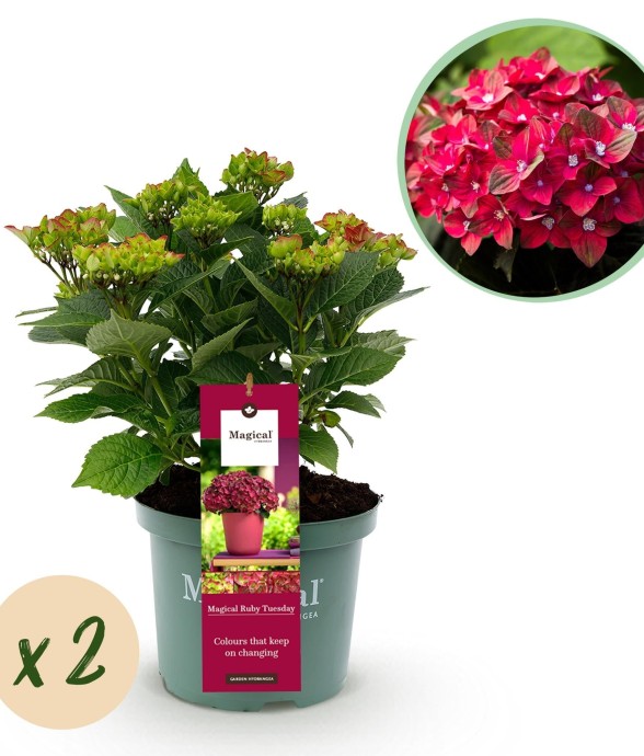 Hortensia Ruby x2