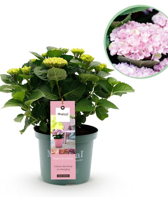Hortensia Revolution Pink
