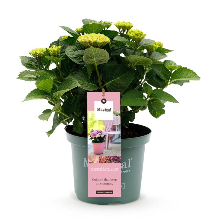 Hortensia Revolution Pink