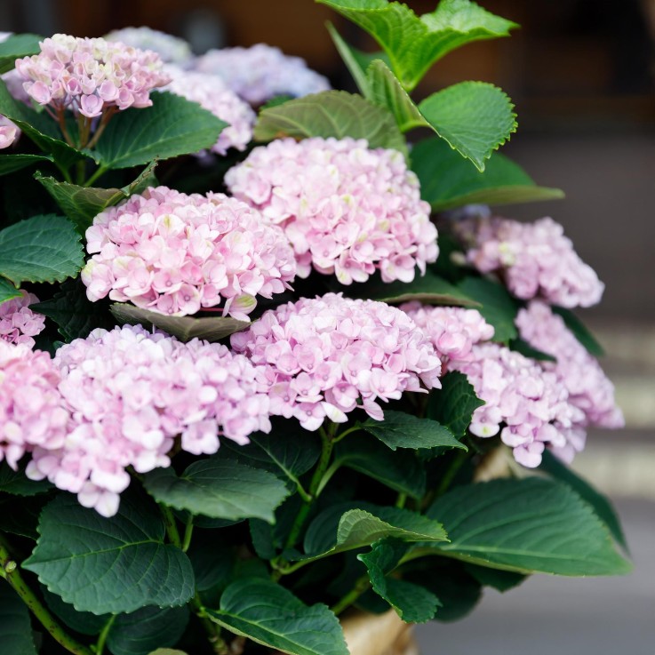 Hortensia Revolution Pink