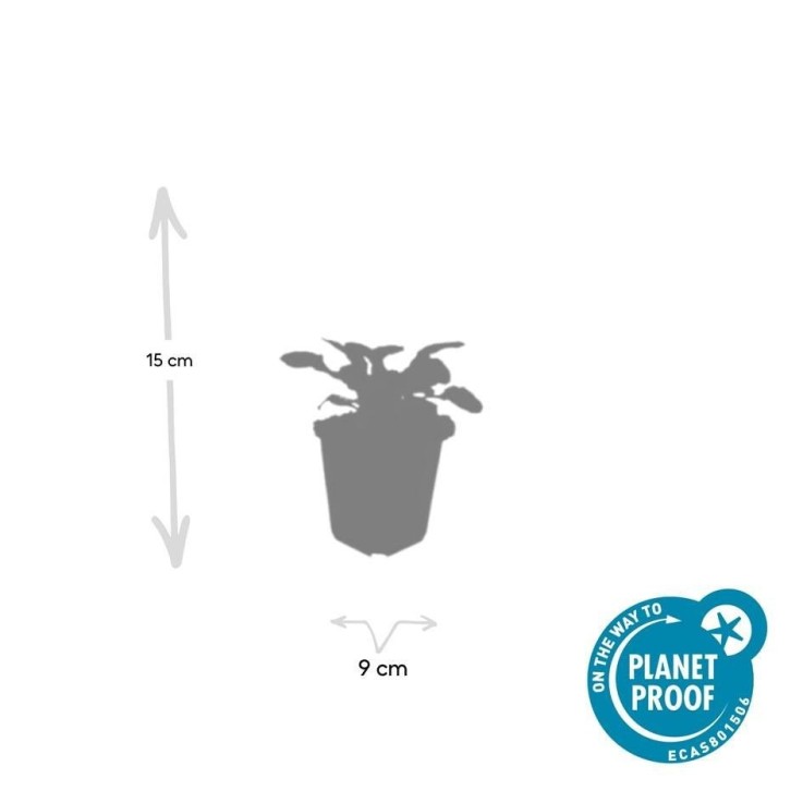 Bugle rampant 'Catlin's Giant' -  6