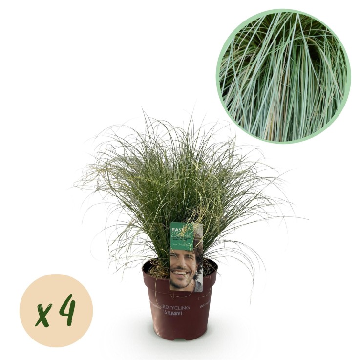 Carex comans Frosted Curls en pot