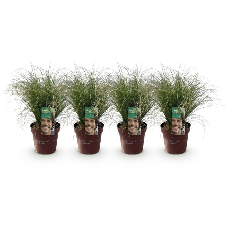 Carex comans Frosted Curls en pot