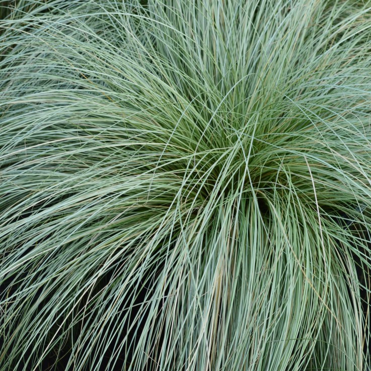 Carex comans Frosted Curls en pot