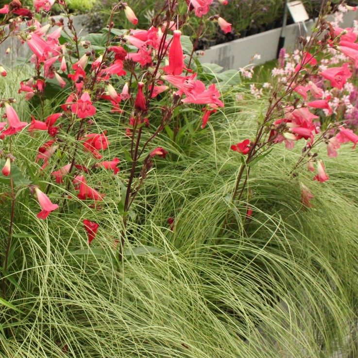 Carex comans Frosted Curls en pot