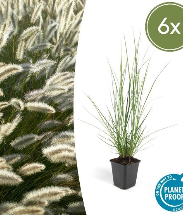 Herbe aux écouvillons...