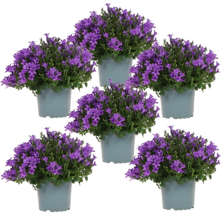 Campanula Addenda violette - lot de 6 plantes facadier