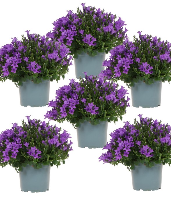 Campanula Addenda violette...