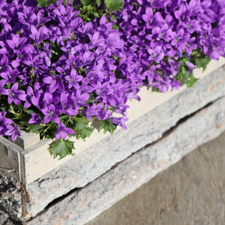 Campanula Addenda violette - lot de 6 plantes facadier