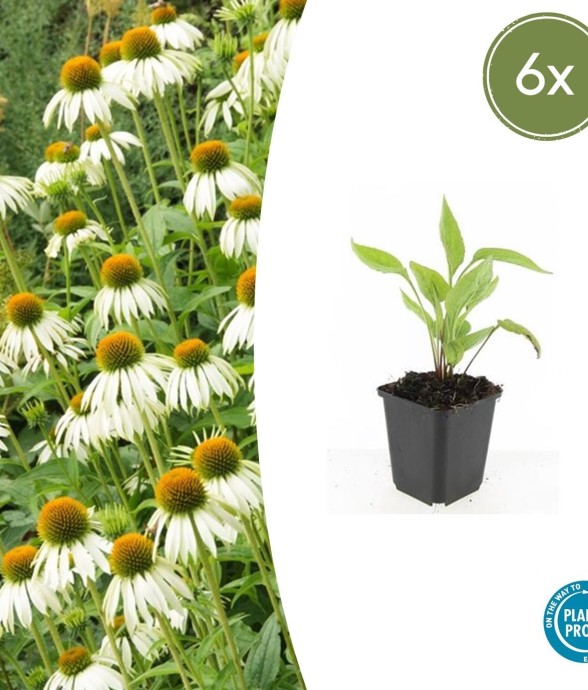 Échinacée 'White Swan' -  60