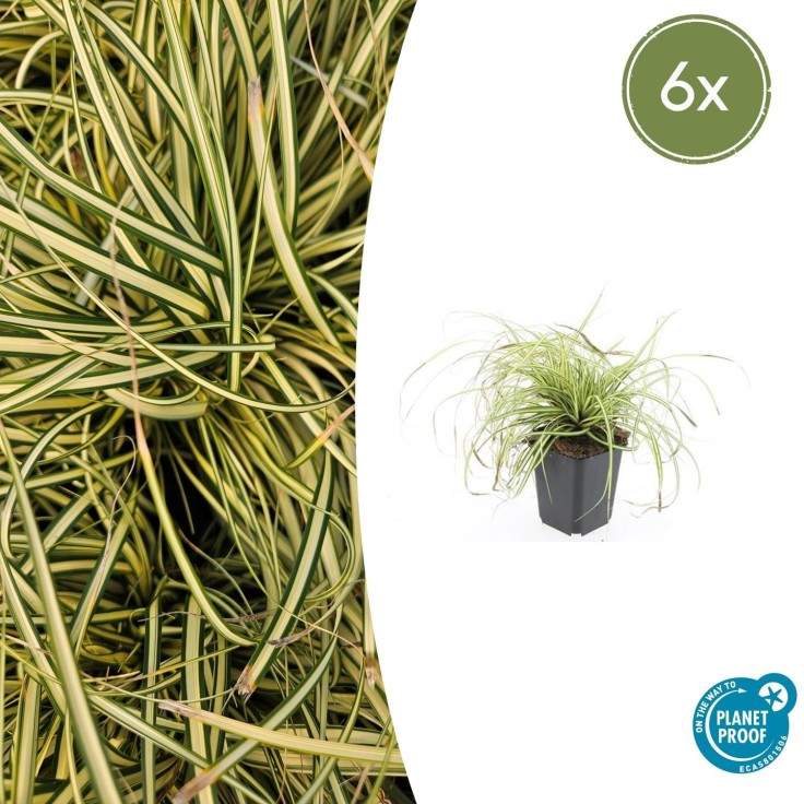 Carex laîche oshim. 'Evergold' -  60