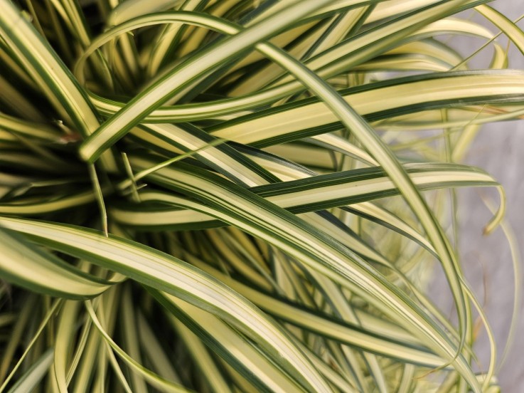 Carex laîche oshim. 'Evergold' -  60