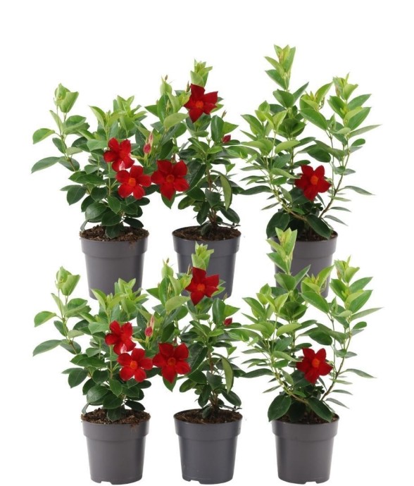 Dipladenia Red