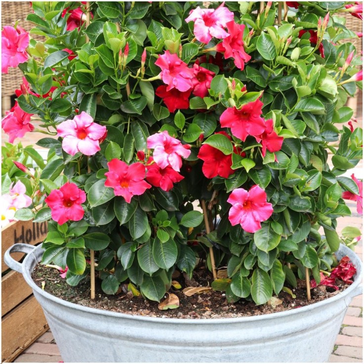 Dipladenia Red
