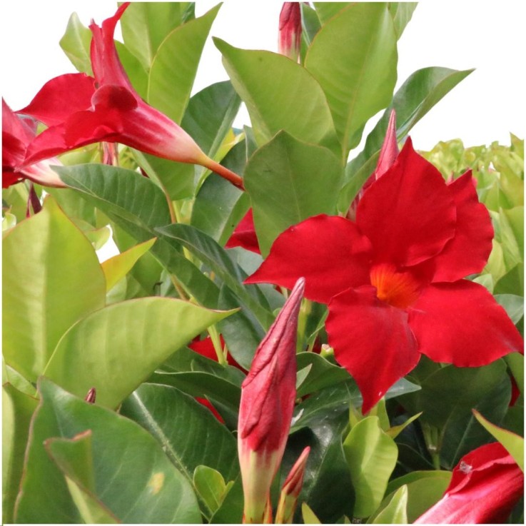 Dipladenia Red