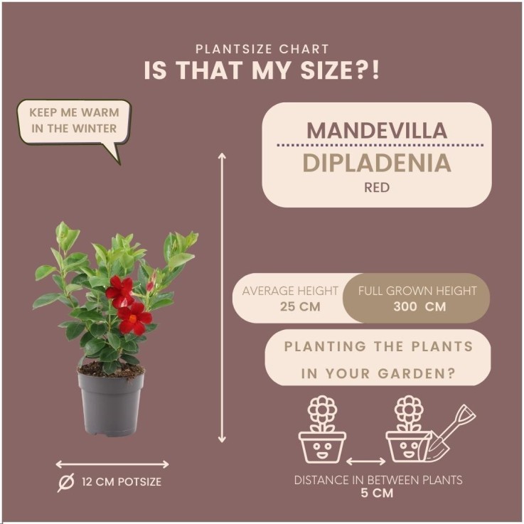 Dipladenia Red