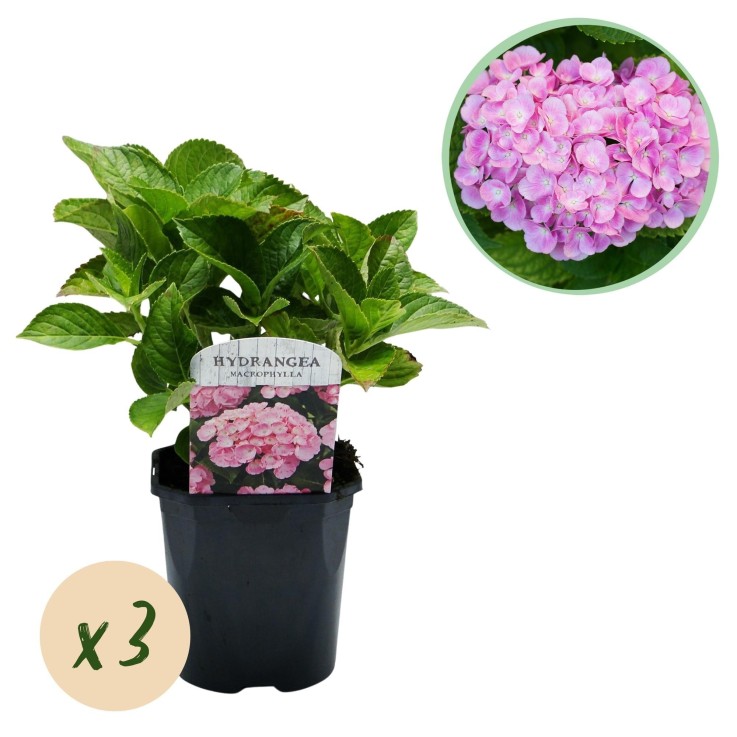 Hortensia Rose x3