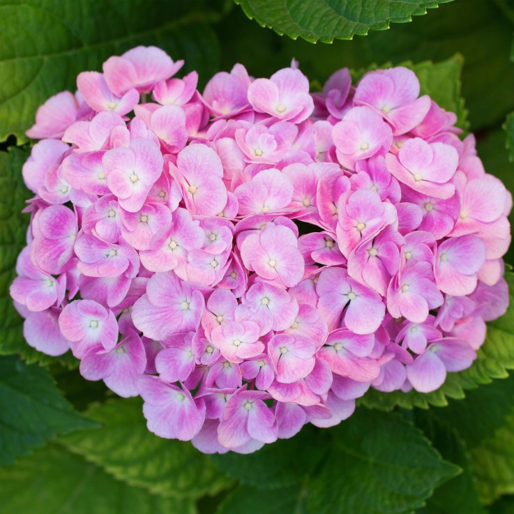 Hortensia Rose x3