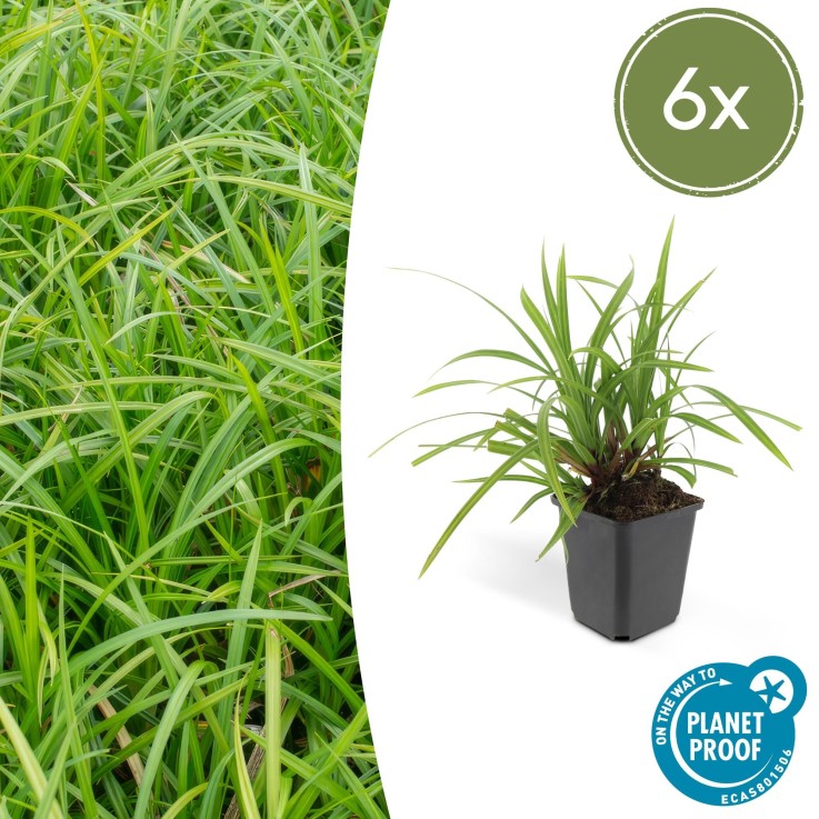 Carex laîche morrowii 'Irish Green' -  12