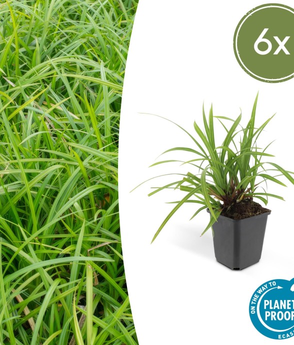 Carex laîche morrowii...