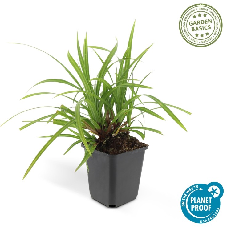 Carex laîche morrowii 'Irish Green' -  12