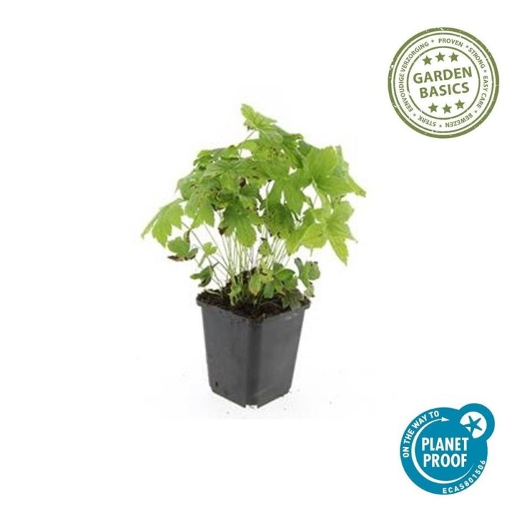 Géranium noueux -  12