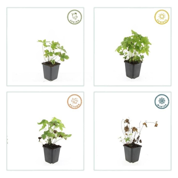 Géranium noueux -  12