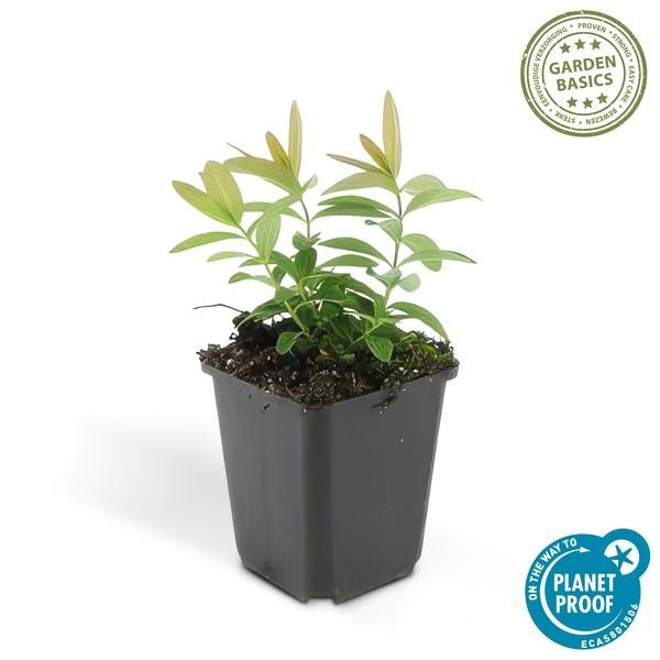 Millepertuis à grandes fleurs -  60